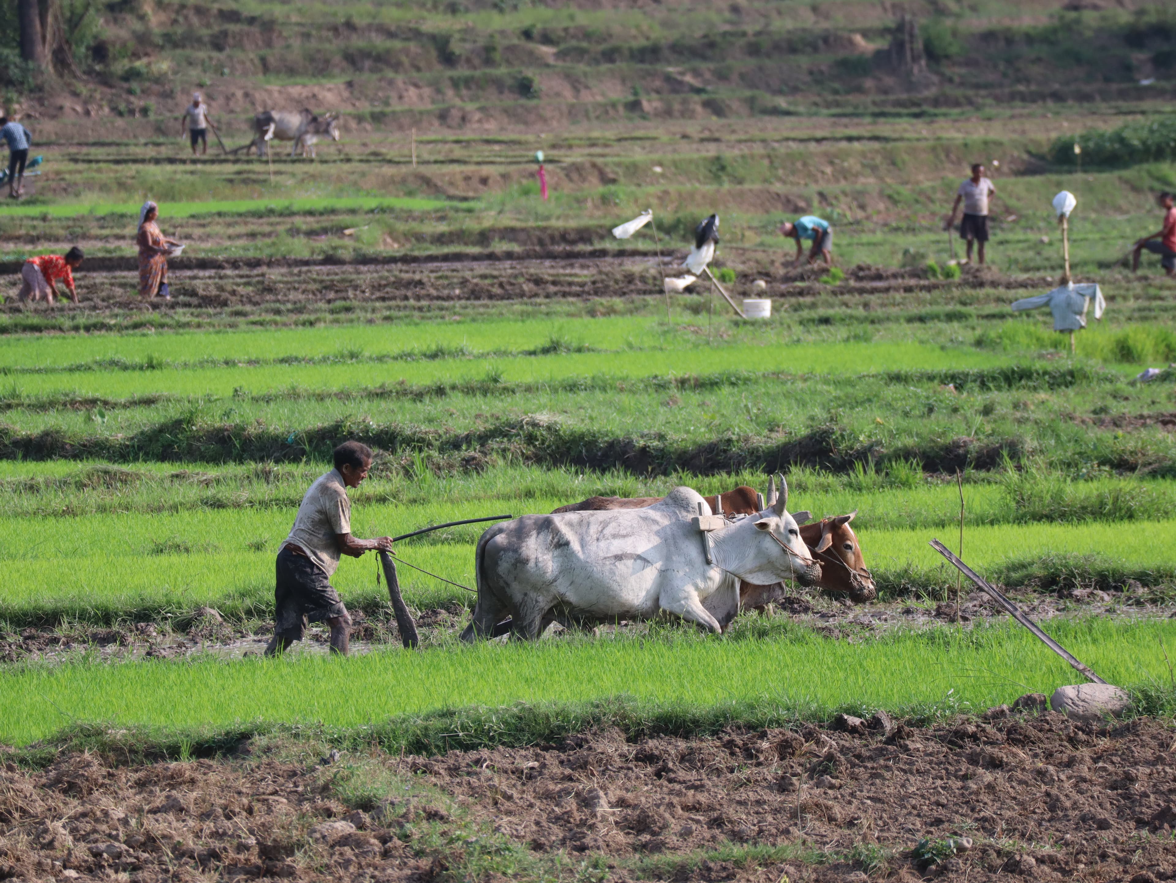 Agriculture Services